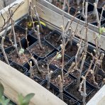 Vinič hroznorodý (Vitis vinifera) ‘LEON MILLOT´ – výška 25–35 cm, kont. P9/P11